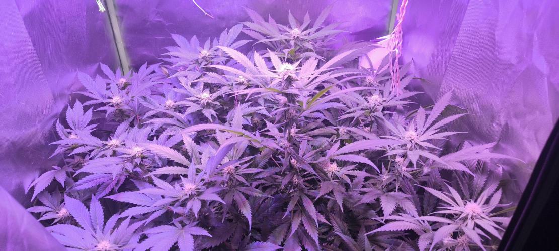 Gorilla Skittlez,Girl scout  Cookies. Week 8 - BT:23