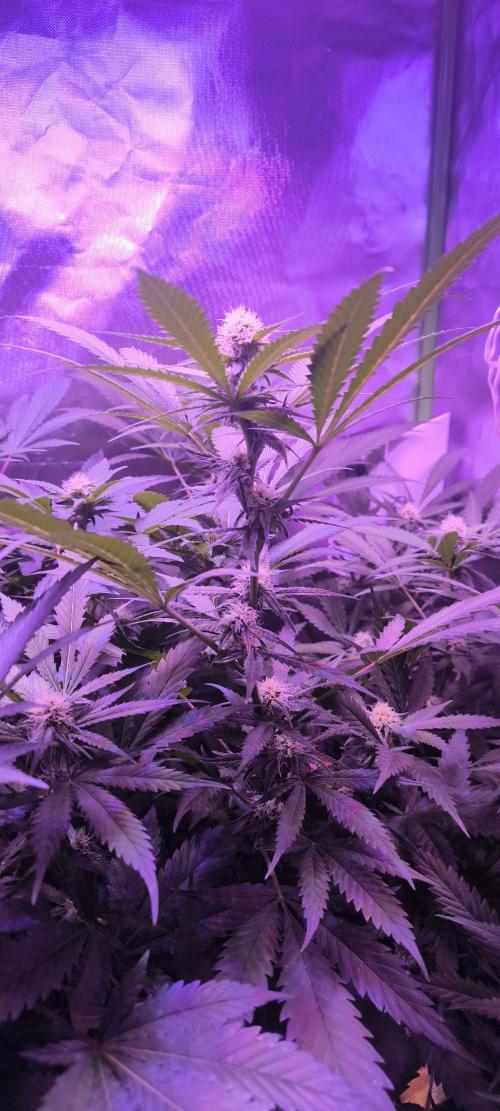 Gorilla Skittlez,Girl scout  Cookies. Week 8 - BT:23