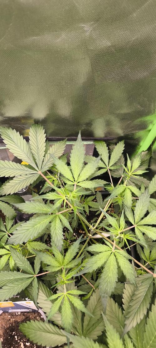 CBD Auto 20:1 Fast Buds. Week 5 - Tag:34