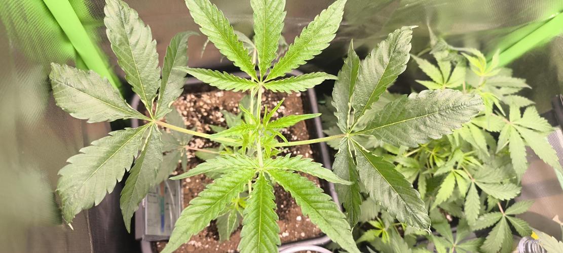 Sunday Punch Early Version. Week 5 - Tag:34