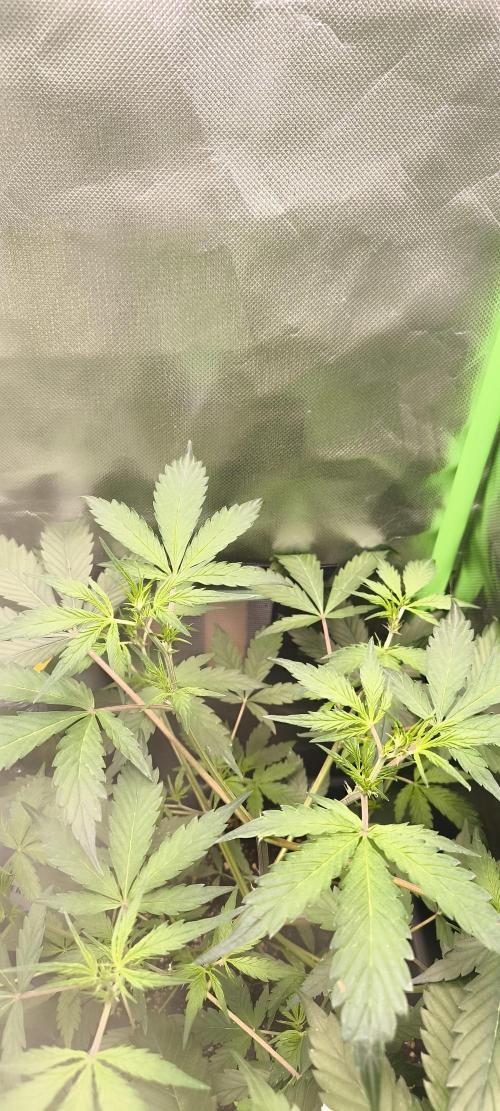 CBD Auto 20:1 Fast Buds. Week 5 - Tag:35