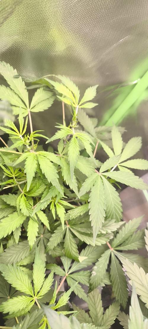 CBD Auto 20:1 Fast Buds. Week 5 - Tag:35