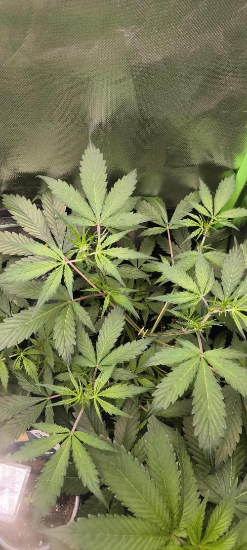 CBD Auto 20:1 Fast Buds. Week 6 - BT:1