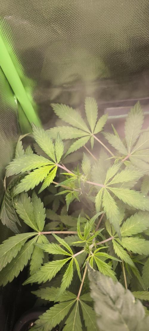 CBD Auto 20:1 Fast Buds. Week 6 - BT:1