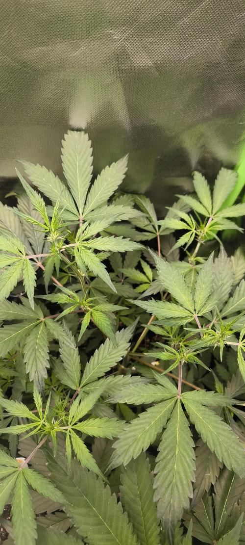 CBD Auto 20:1 Fast Buds. Week 6 - BT:2