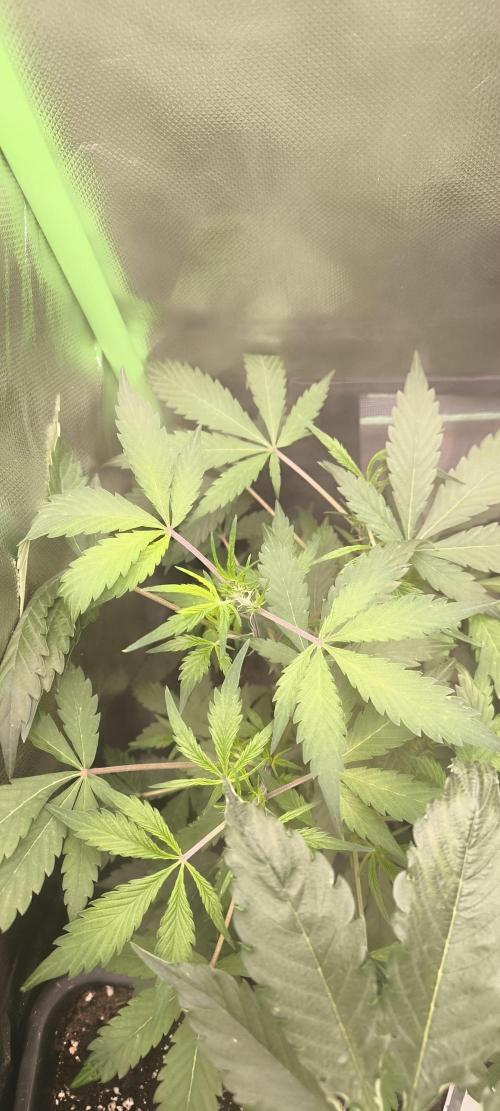 CBD Auto 20:1 Fast Buds. Week 6 - BT:2