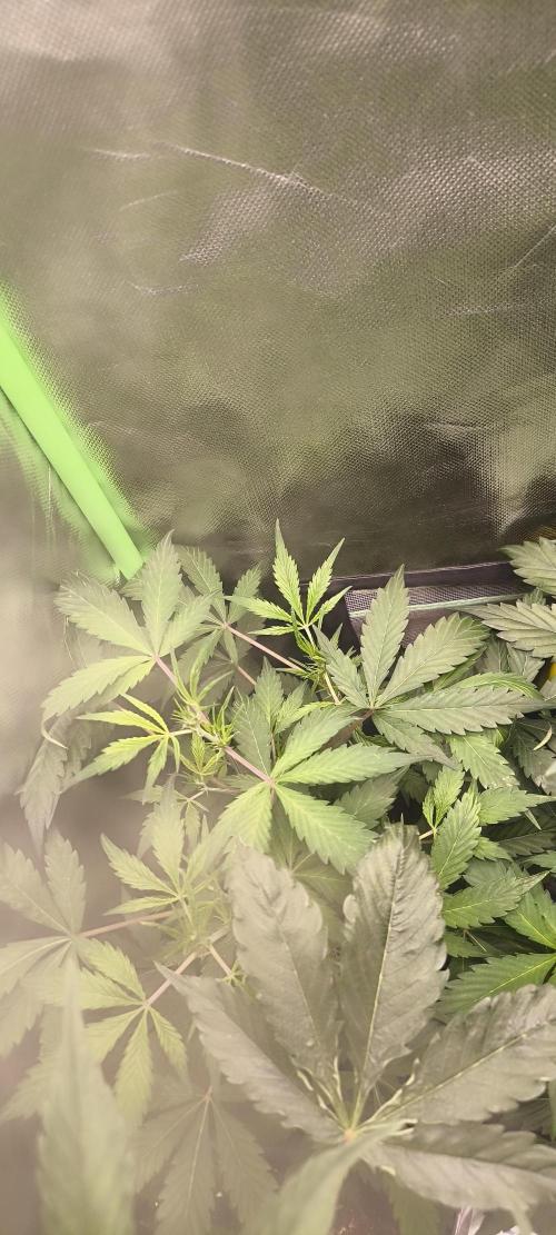 CBD Auto 20:1 Fast Buds. Week 6 - BT:3