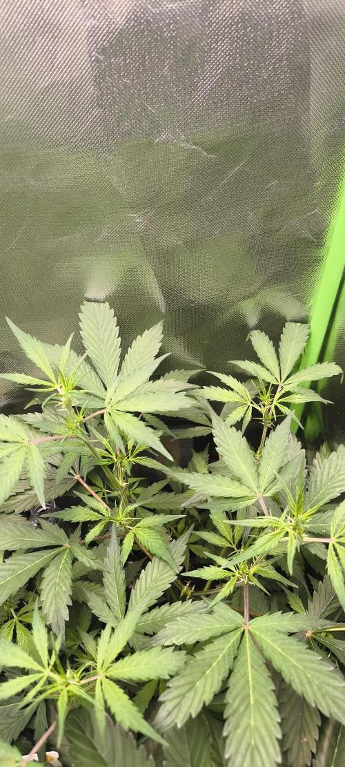 CBD Auto 20:1 Fast Buds. Week 6 - BT:3