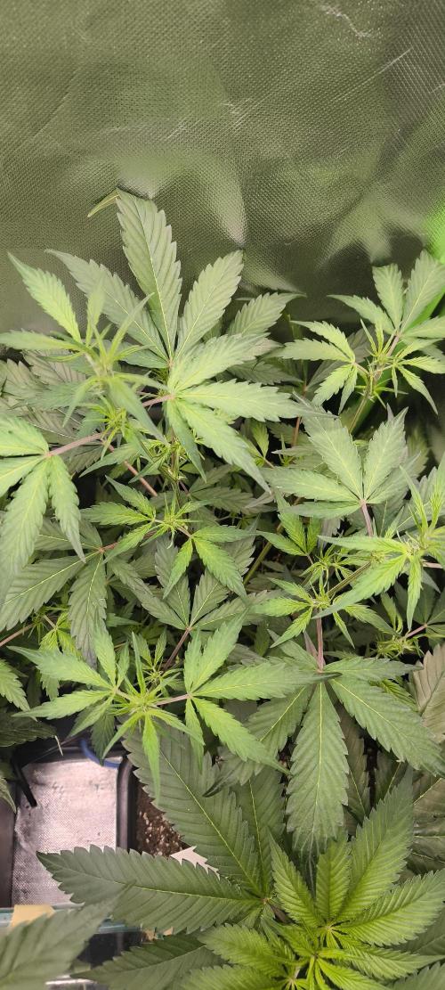 CBD Auto 20:1 Fast Buds. Week 6 - BT:5