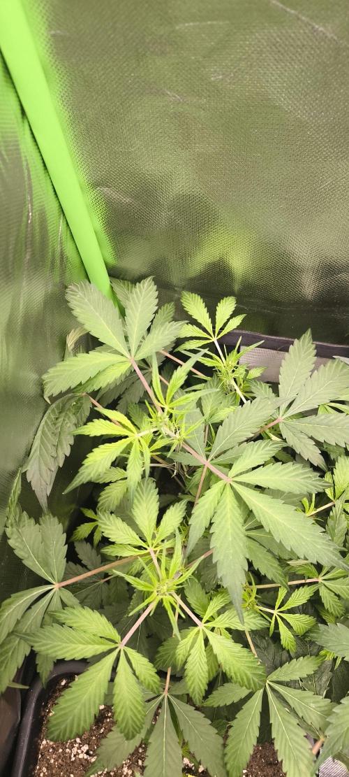 CBD Auto 20:1 Fast Buds. Week 6 - BT:5