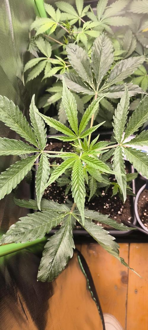 Sunday Punch Early Version. Week 6 - Tag;36