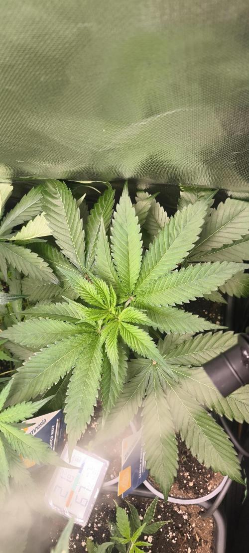 Sunday Punch Early Version. Week 6 - Tag:36