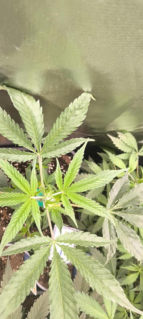 Sunday Punch Early Version. Week 6 - Tag:37