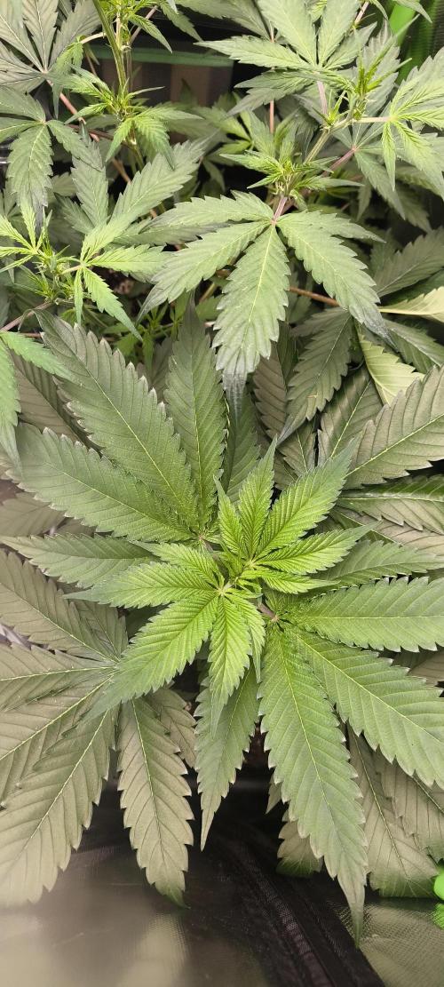 Sunday Punch Early Version. Week 6 - Tag:37