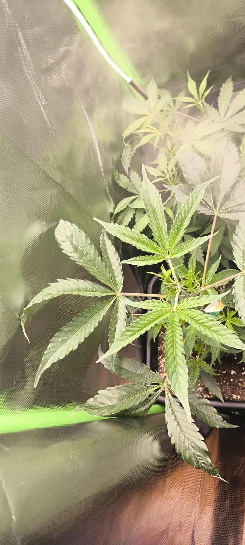 Sunday Punch Early Version. Week 6 - Tag:38