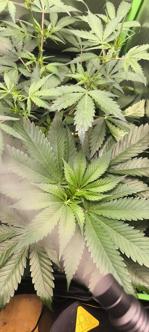 Sunday Punch Early Version. Week 6 - Tag:38