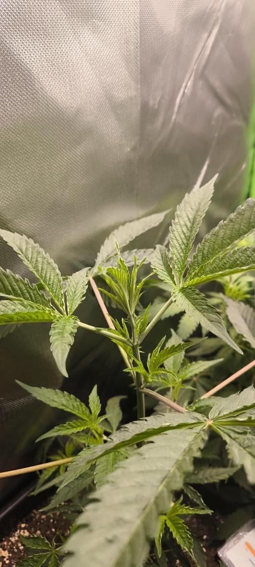 Sunday Punch Early Version. Week 6 - Tag:39