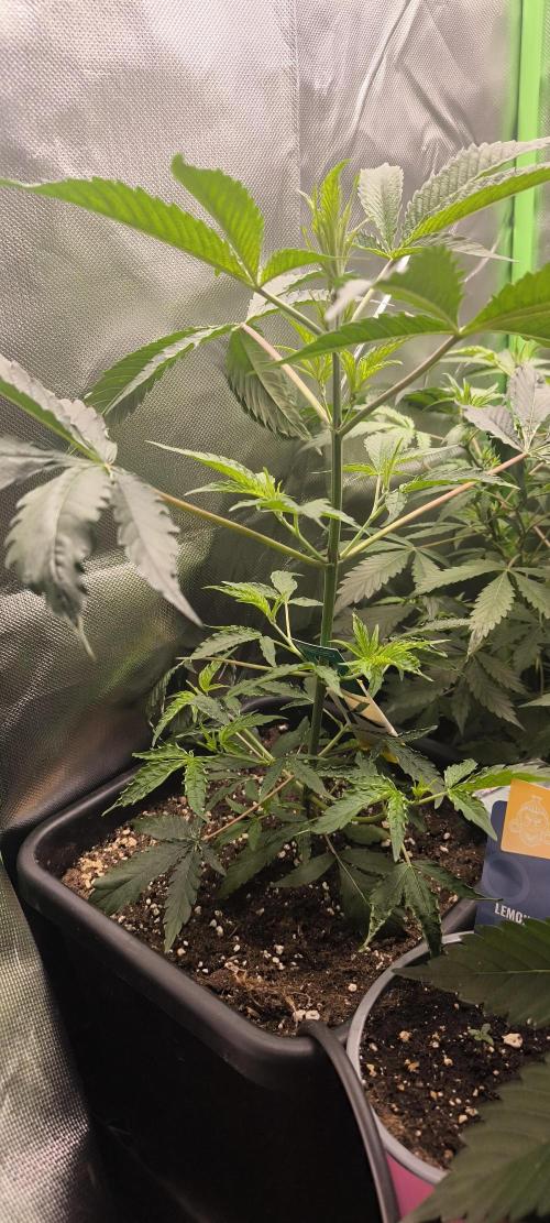 Sunday Punch Early Version. Week 6 - Tag:39