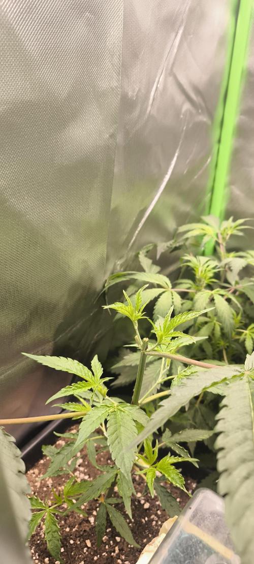 Sunday Punch Early Version. Week 6 - Tag:39