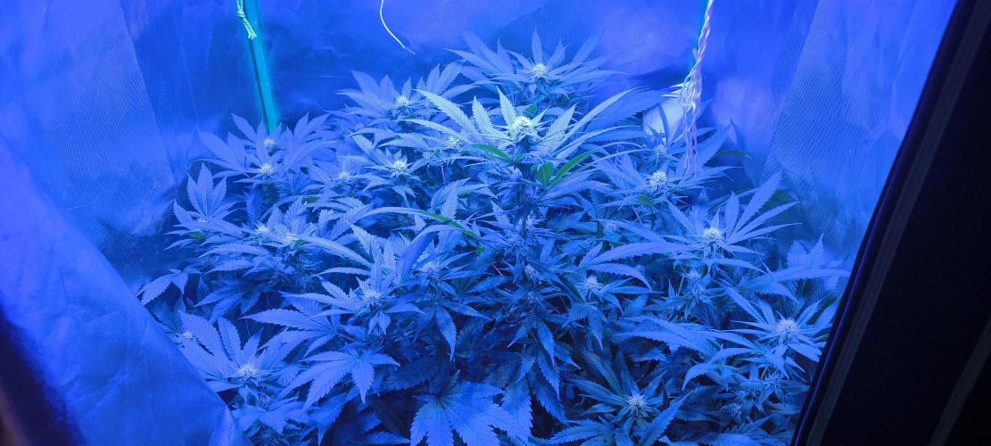 Gorilla Skittlez,Girl scout  Cookies. Week 8 - BT:24