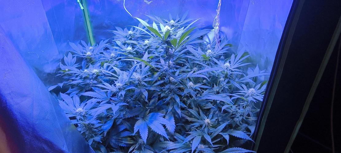 Gorilla Skittlez,Girl scout  Cookies. Week 8 - BT:25