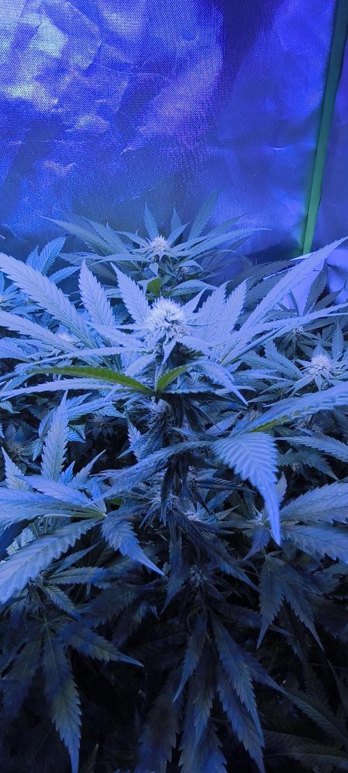 Gorilla Skittlez,Girl scout  Cookies. Week 8 - BT:25