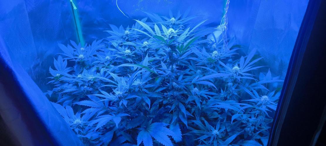 Gorilla Skittlez,Girl scout  Cookies. Week 8 - BT:26