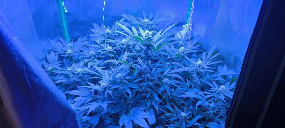 Gorilla Skittlez,Girl scout  Cookies. Week 8 - BT:27