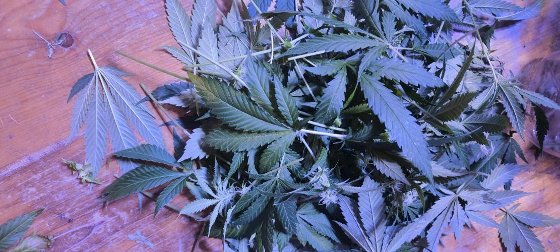 Gorilla Skittlez,Girl scout  Cookies. Week 8 - BT:28