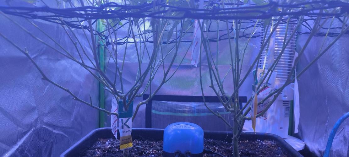 Gorilla Skittlez,Girl scout  Cookies. Week 8 - BT:28