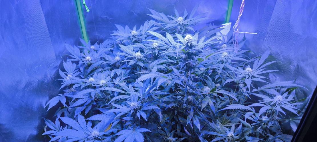 Gorilla Skittlez,Girl scout  Cookies. Week 8 - BT:28