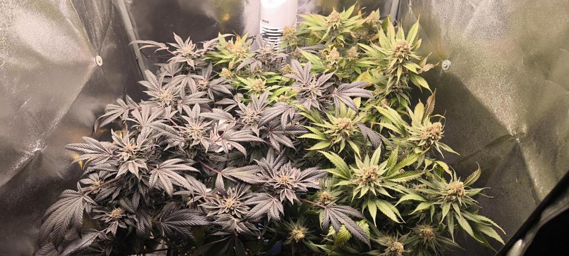 Bruce Banner,Gorilla Skittlez. Week 8 - BT:52