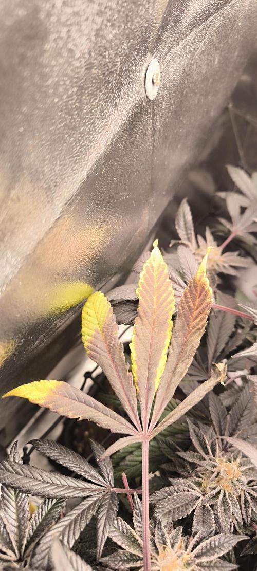 Bruce Banner,Gorilla Skittlez. Week 8 - BT:52