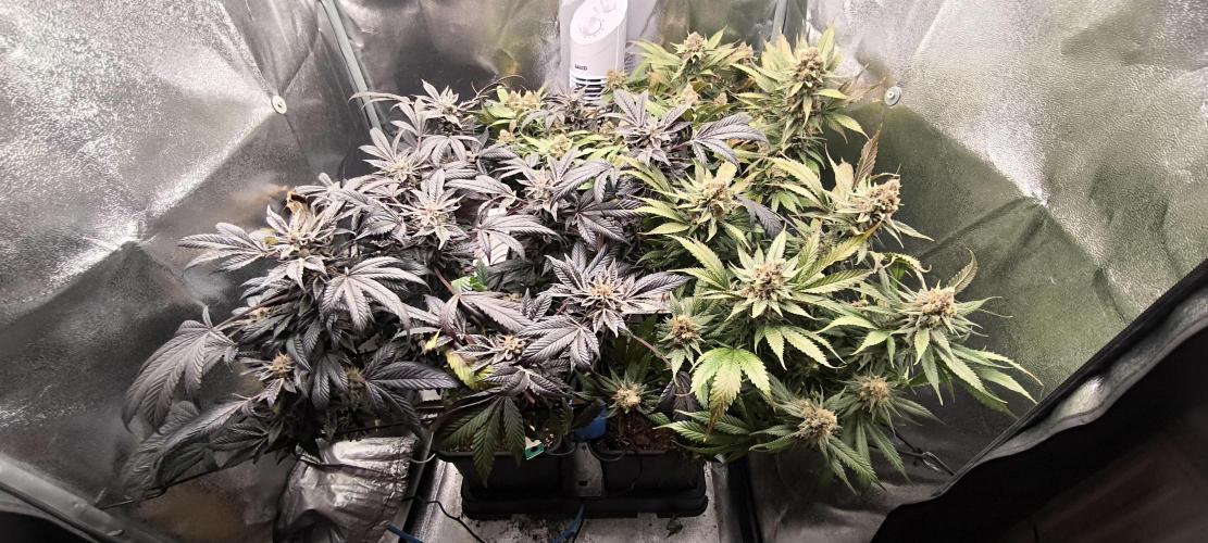 Bruce Banner,Gorilla Skittlez. Week 8 - BT:53