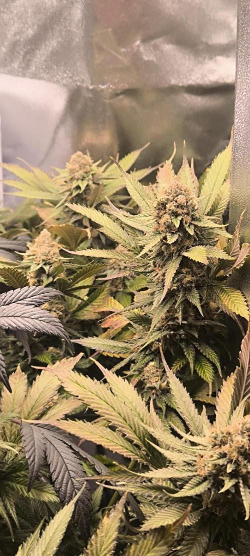 Bruce Banner,Gorilla Skittlez. Week 8 - BT:54