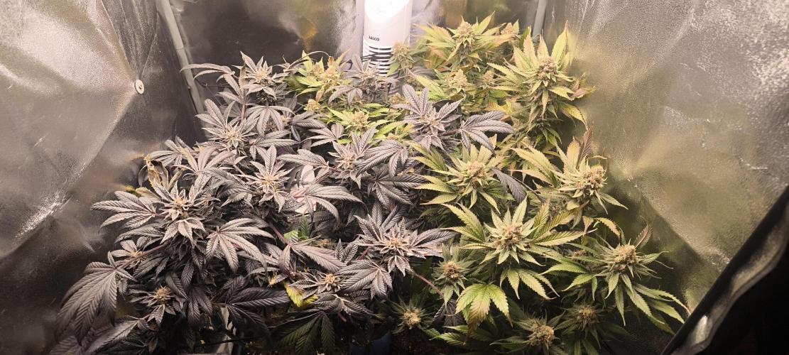 Bruce Banner,Gorilla Skittlez. Week 8 - BT:54