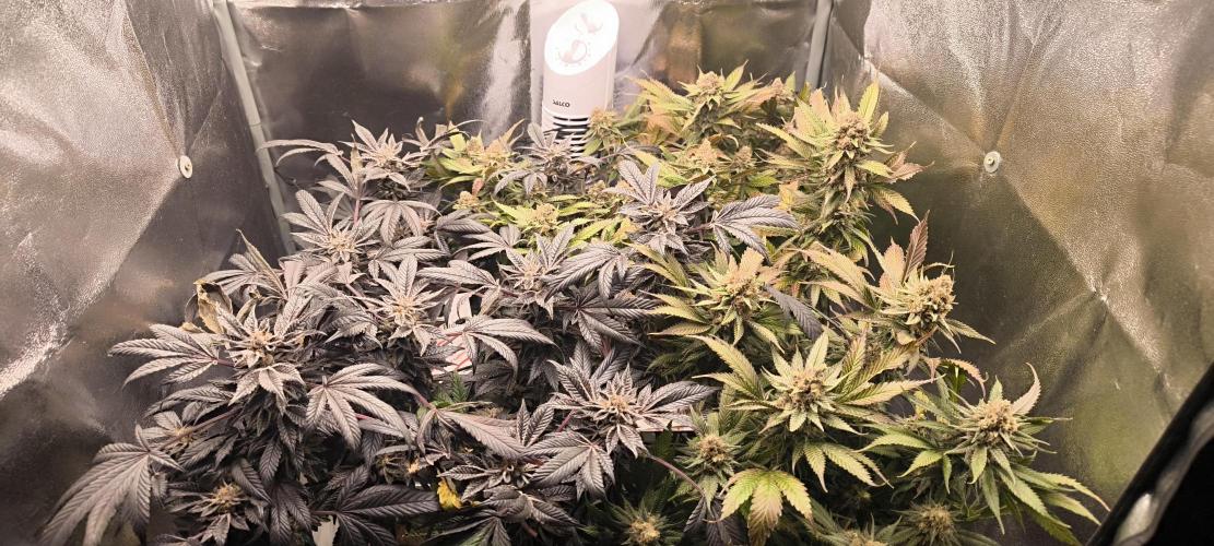 Bruce Banner,Gorilla Skittlez. Week 8 - BT:55