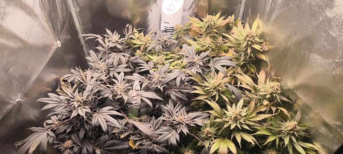 Bruce Banner,Gorilla Skittlez. Week 8 - BT:56