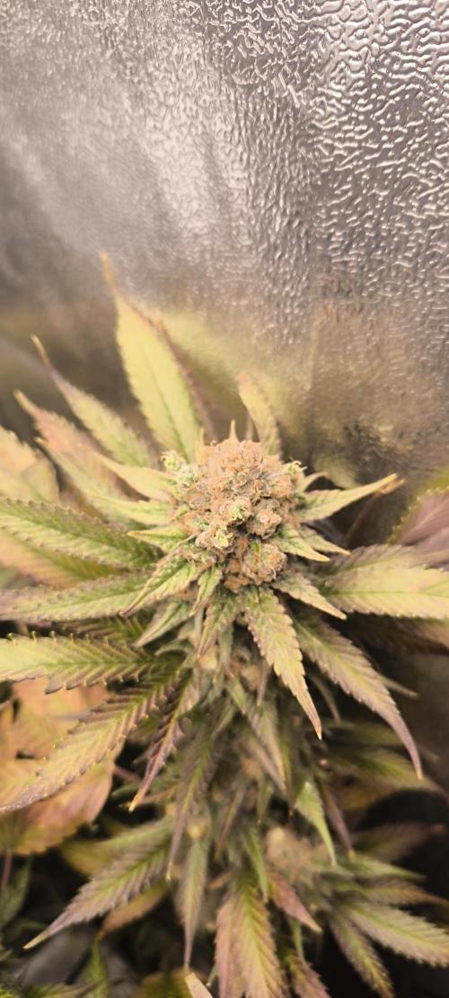 Bruce Banner,Gorilla Skittlez. Week 8 - BT:56