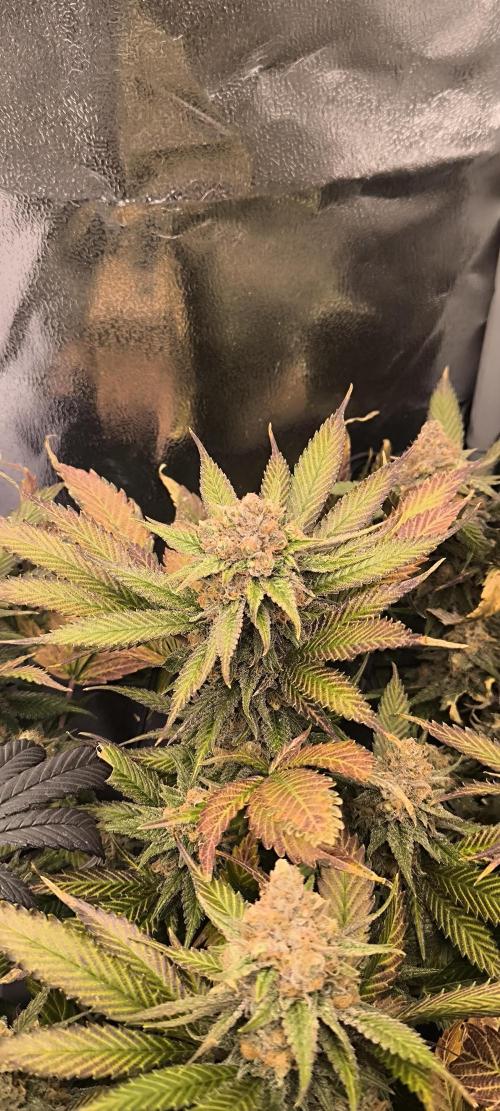 Bruce Banner,Gorilla Skittlez. Week 8 - BT:56