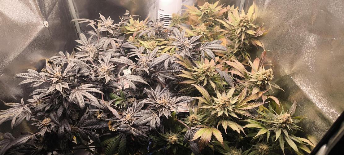 Bruce Banner,Gorilla Skittlez. Week 9 - BT:57