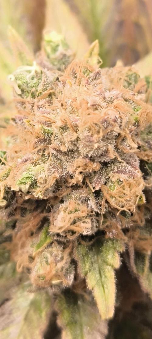 Bruce Banner,Gorilla Skittlez. Week 9 - BT:57