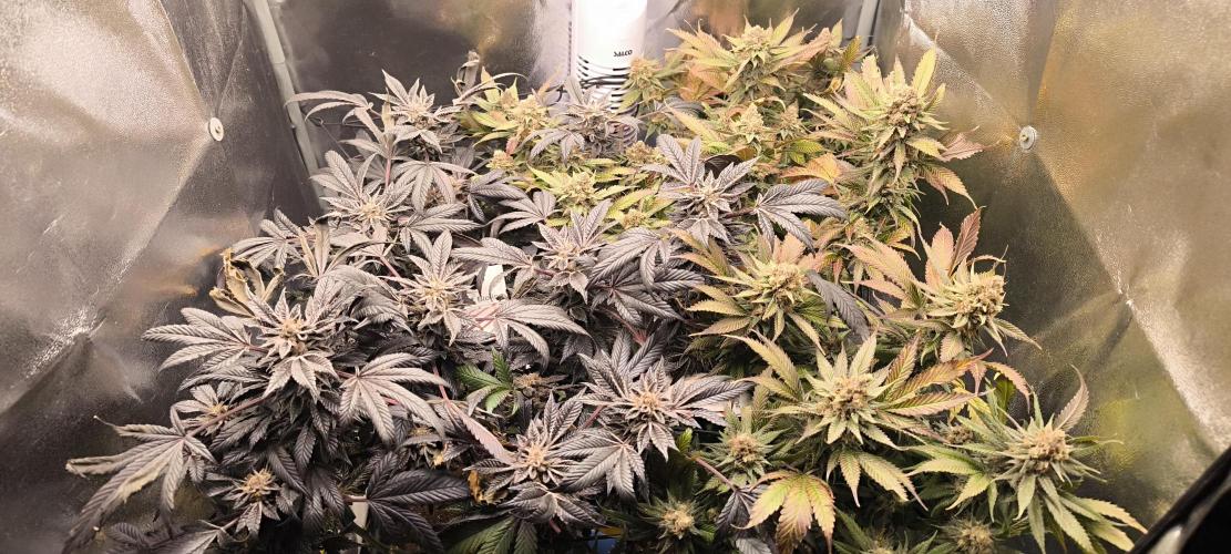 Bruce Banner,Gorilla Skittlez. Week 9 - BT:58