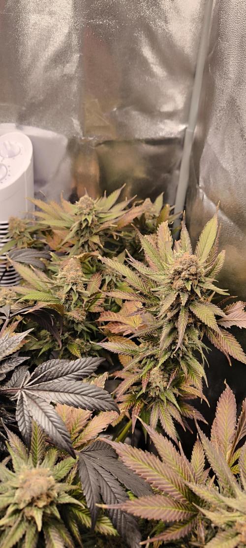 Bruce Banner,Gorilla Skittlez. Week 9 - BT:58