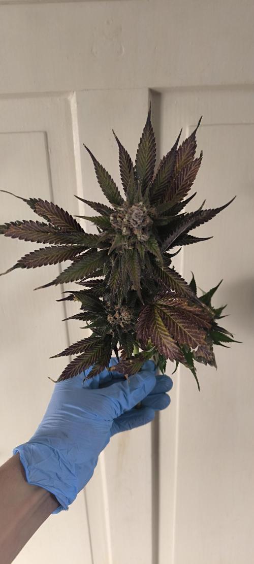 Bruce Banner,Gorilla Skittlez. Week 10 - BT:59 - Ernte