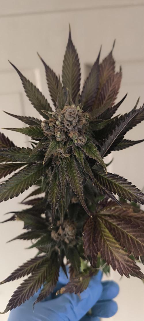 Bruce Banner,Gorilla Skittlez. Week 10 - BT:59 - Ernte