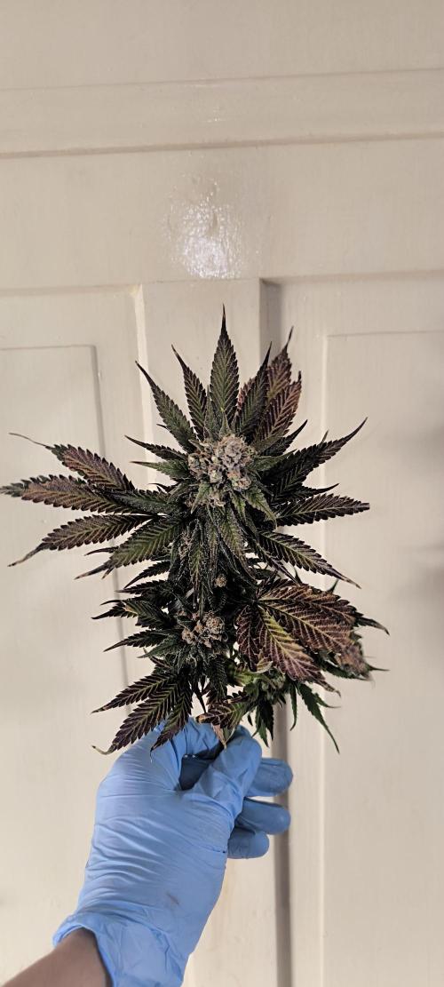 Bruce Banner,Gorilla Skittlez. Week 10 - BT:59 - Ernte