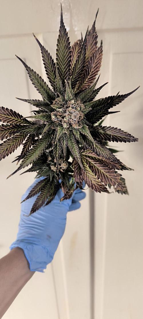 Bruce Banner,Gorilla Skittlez. Week 10 - BT:59 - Ernte