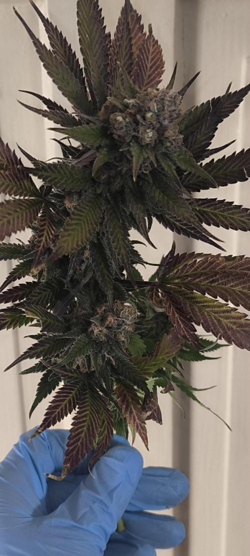 Bruce Banner,Gorilla Skittlez. Week 10 - BT:59 - Ernte