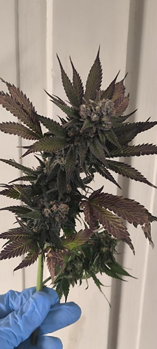 Bruce Banner,Gorilla Skittlez. Week 10 - BT:59 - Ernte